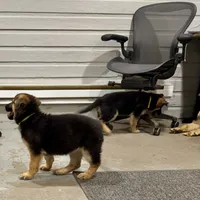 AKC German Shepherd puppy , a female German Shepherd Dog for sale in Brighton, CO – 10 of 10