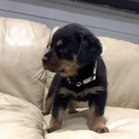 AKC Rottweiler puppy female, a female Rottweiler for sale in Brighton, CO – 3 of 10