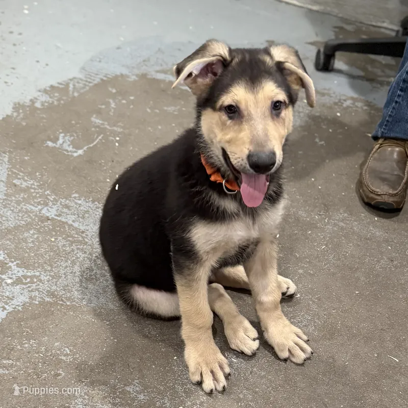 Haxtun – German Shepherd Dog puppy for sale in Brighton, CO