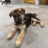 AKC German Shepherd puppy , a female German Shepherd Dog for sale in Brighton, CO – 9 of 10