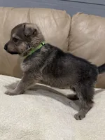 Gage, a male German Shepherd Dog for sale in Brighton, CO – Photo 6 of 6