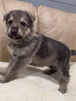 Gage, a male German Shepherd Dog for sale in Brighton, CO – Photo 5 of 6