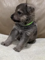 Gage, a male German Shepherd Dog for sale in Brighton, CO – Photo 4 of 6