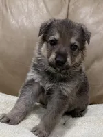 Gage, a male German Shepherd Dog for sale in Brighton, CO – Photo 2 of 6