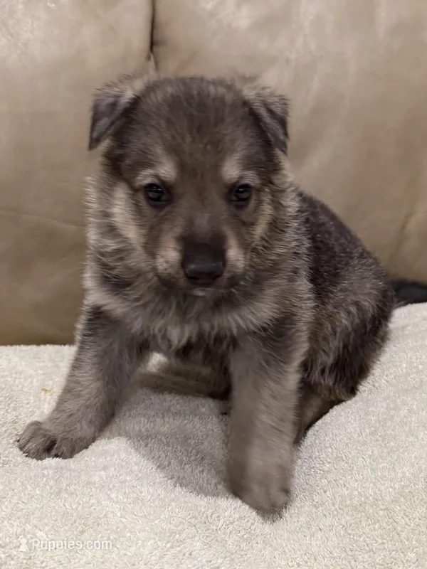 Gage – German Shepherd Dog puppy for sale in Brighton, CO