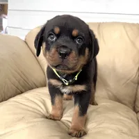 AKC Rottie pup male, a male Rottweiler for sale in Brighton, CO – 7 of 10