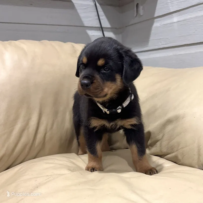 AKC Rottweiler puppy female – Rottweiler puppy for sale in Brighton, CO