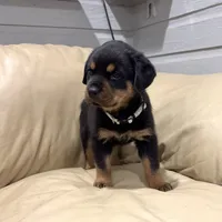 AKC Rottweiler puppy female, a female Rottweiler for sale in Brighton, CO – 1 of 10
