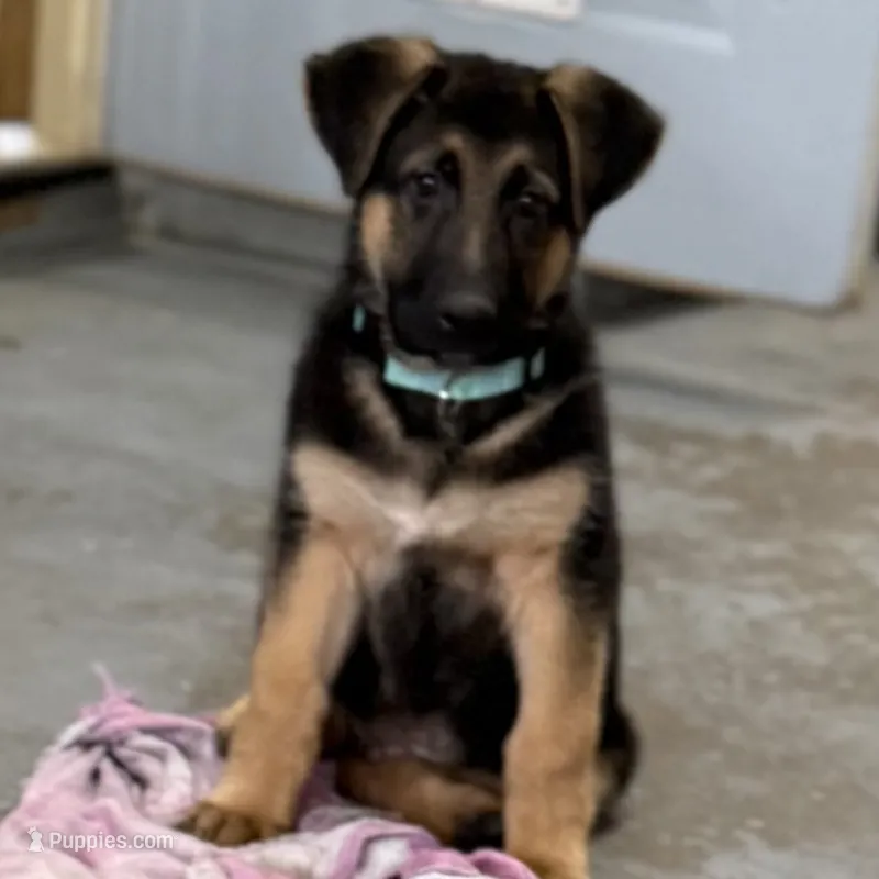 Harley – German Shepherd Dog puppy for sale in Brighton, CO