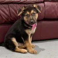 Holly, a female German Shepherd Dog for sale in Denver, CO – Photo 4 of 8