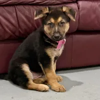 Holly, a female German Shepherd Dog for sale in Denver, CO – Photo 2 of 8