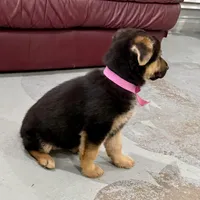 Holly, a female German Shepherd Dog for sale in Denver, CO – Photo 6 of 8