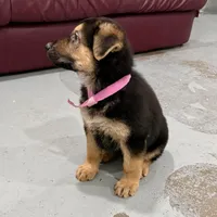 Holly, a female German Shepherd Dog for sale in Denver, CO – Photo 8 of 8