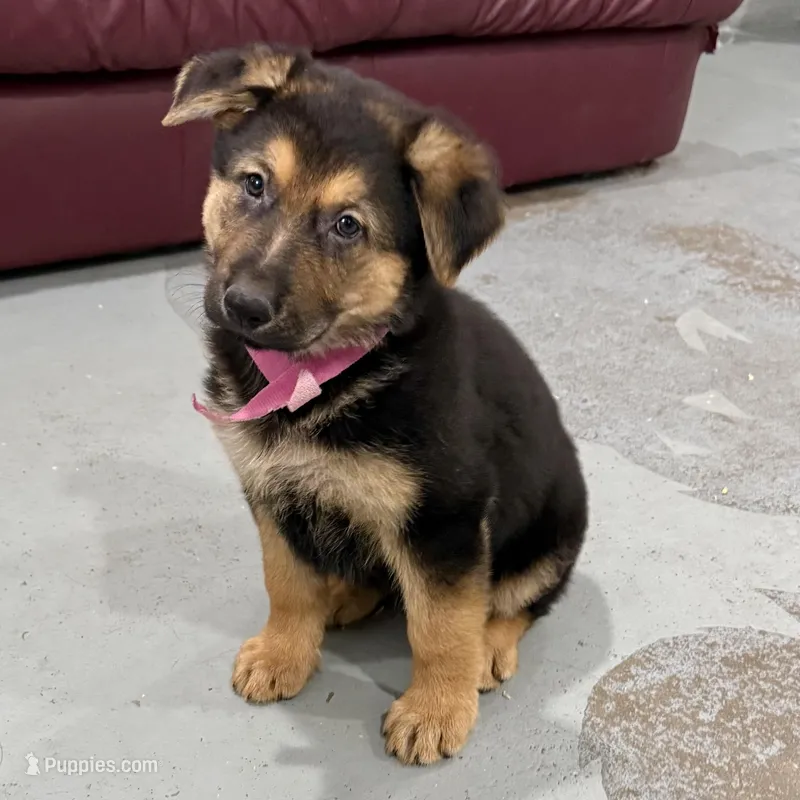 Holly – German Shepherd Dog puppy for sale in Denver, CO