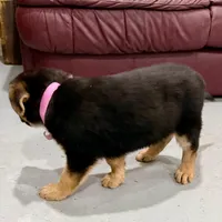 Holly, a female German Shepherd Dog for sale in Denver, CO – Photo 5 of 8