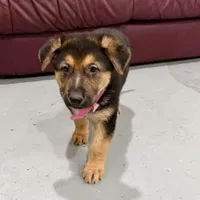 Holly, a female German Shepherd Dog for sale in Denver, CO – Photo 7 of 8