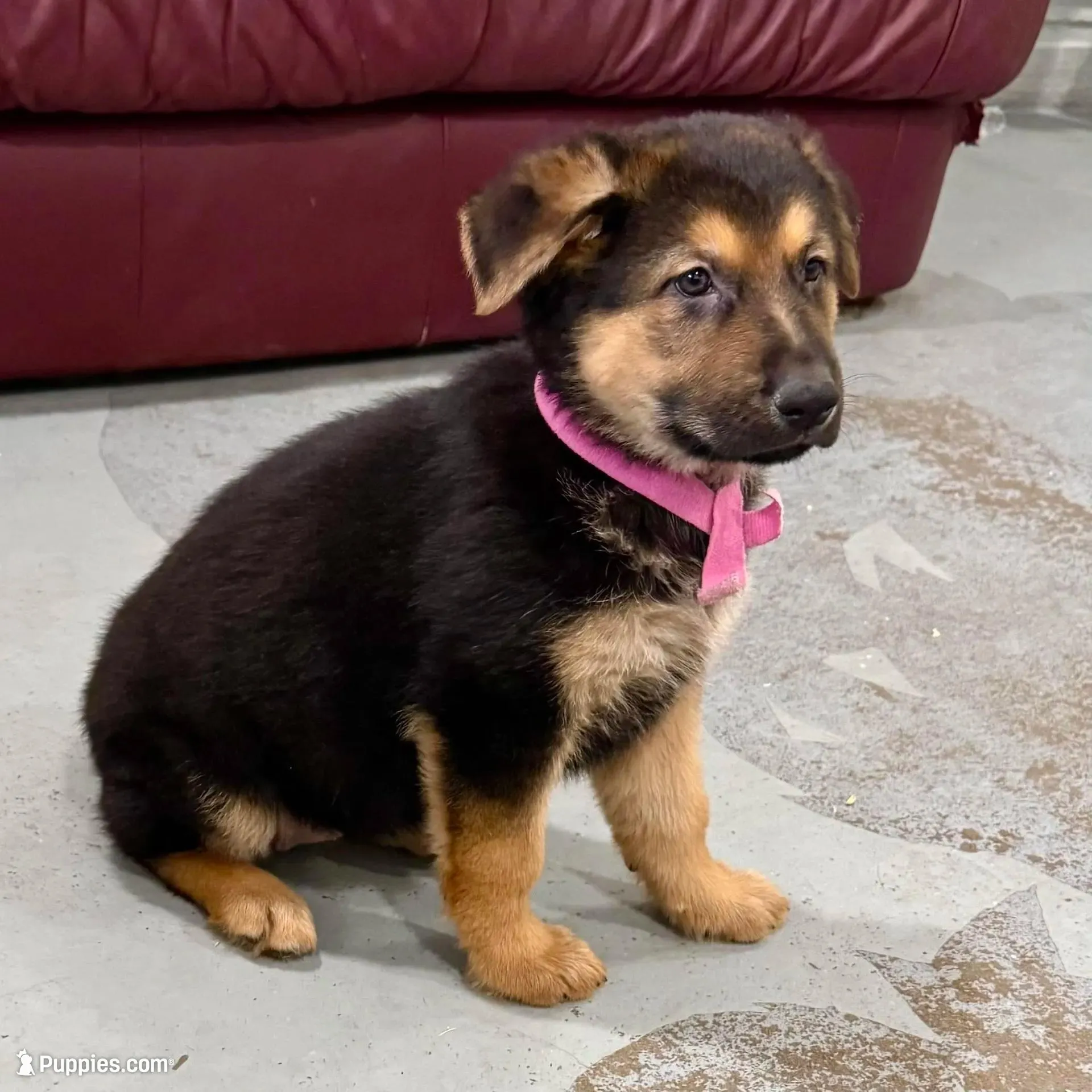 Holly, a female German Shepherd Dog for sale in Denver, CO – Photo 3 of 8