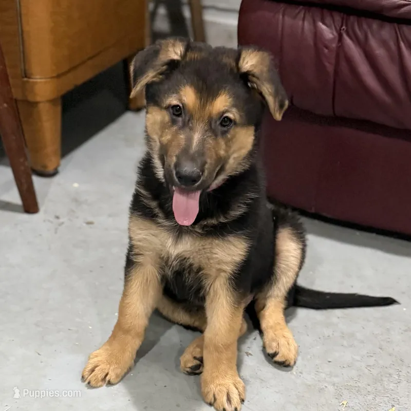 Holly – German Shepherd Dog puppy for sale in Brighton, CO
