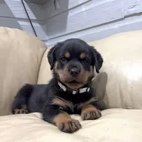 AKC Rottweiler puppy female, a female Rottweiler for sale in Brighton, CO – 2 of 10