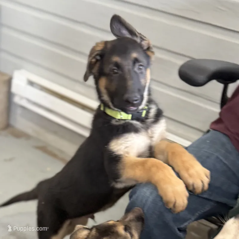 Oscar – German Shepherd Dog puppy for sale in Brighton, CO