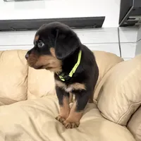 AKC Rottie pup male, a male Rottweiler for sale in Brighton, CO – 3 of 10