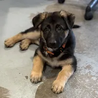 Elena, a female German Shepherd Dog for sale in Brighton, CO – Photo 4 of 5