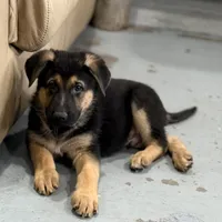 Henry , a male German Shepherd Dog for sale in Brighton, CO – Photo 3 of 9