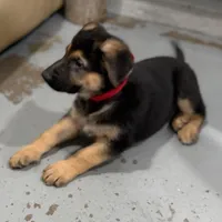 Henry , a male German Shepherd Dog for sale in Brighton, CO – Photo 9 of 9