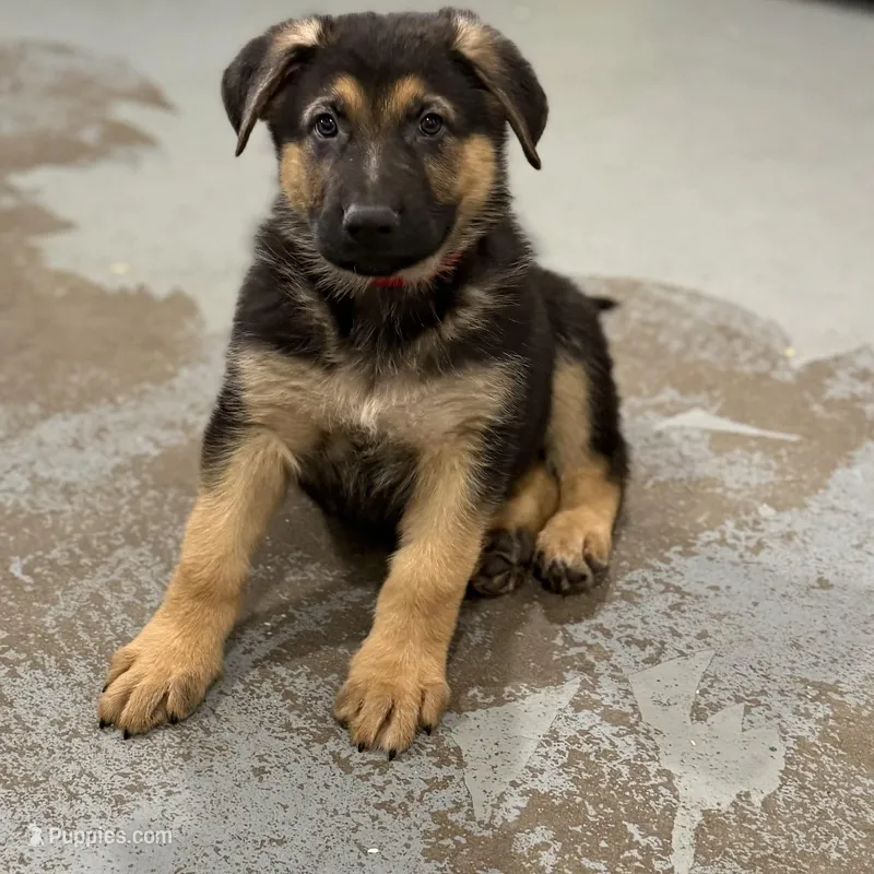 Henry  – German Shepherd Dog puppy for sale in Brighton, CO
