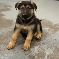Henry , a male German Shepherd Dog for sale in Brighton, CO – Photo 1 of 9