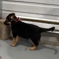 Henry , a male German Shepherd Dog for sale in Brighton, CO – Photo 6 of 9