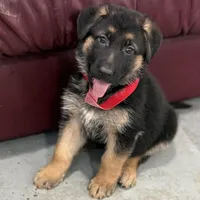 Henry , a male German Shepherd Dog for sale in Brighton, CO – Photo 2 of 9