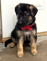 Henry , a male German Shepherd Dog for sale in Brighton, CO – Photo 4 of 9