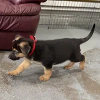 Henry , a male German Shepherd Dog for sale in Brighton, CO – Photo 7 of 9