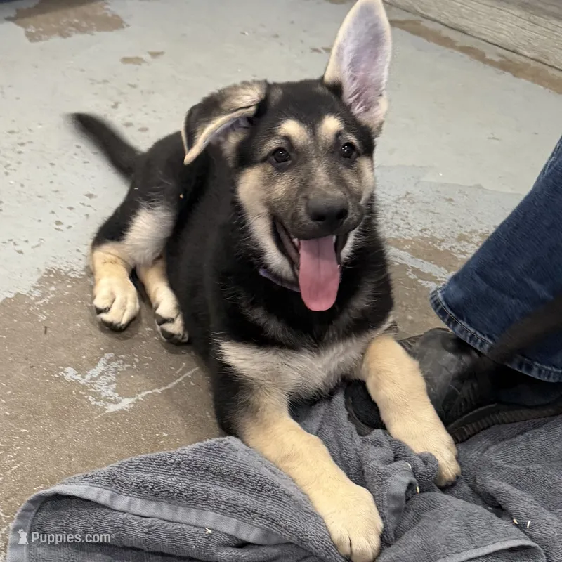 Traci – German Shepherd Dog puppy for sale in Brighton, CO