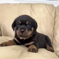 AKC Rottweiler puppy male, a male Rottweiler for sale in Brighton, CO – 7 of 10