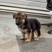 AKC German Shepherd puppy , a female German Shepherd Dog for sale in Brighton, CO – 4 of 10