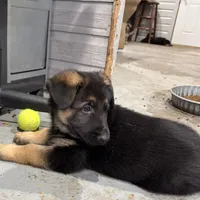 Oscar, a male German Shepherd Dog for sale in Brighton, CO – Photo 4 of 8