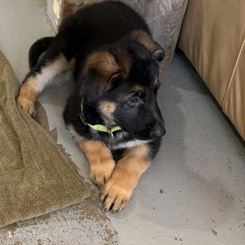 Oscar – German Shepherd Dog puppy for sale in Brighton, CO