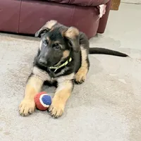 Oscar, a male German Shepherd Dog for sale in Brighton, CO – Photo 3 of 8