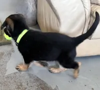 Oscar, a male German Shepherd Dog for sale in Denver, CO – Photo 4 of 6