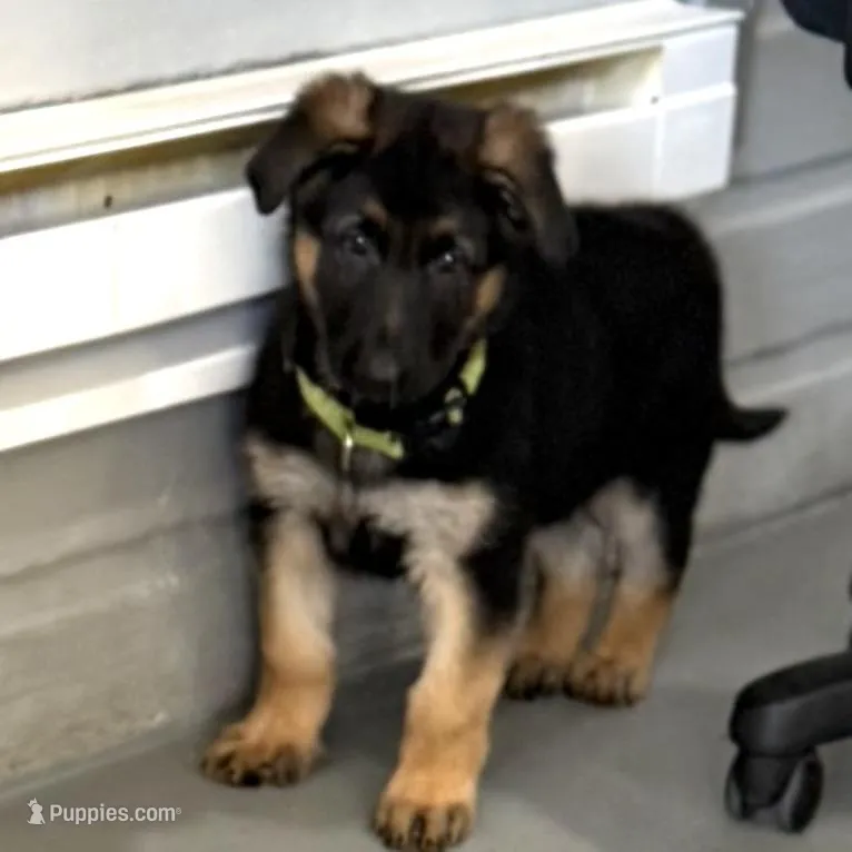 Oscar – German Shepherd Dog puppy for sale in Denver, CO
