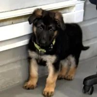 Oscar, a male German Shepherd Dog for sale in Denver, CO – Photo 1 of 6