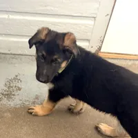 Oscar, a male German Shepherd Dog for sale in Denver, CO – Photo 6 of 6