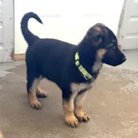 Oscar, a male German Shepherd Dog for sale in Denver, CO – Photo 2 of 6