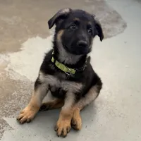 Oscar, a male German Shepherd Dog for sale in Denver, CO – Photo 5 of 6