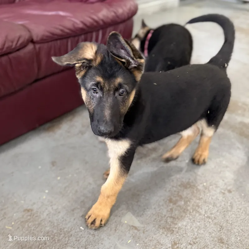 Oscar – German Shepherd Dog puppy for sale in Brighton, CO