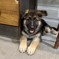 German Shepherd pup, a female German Shepherd Dog for sale in Brighton, CO – 8 of 10