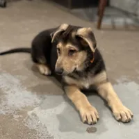 Haxtun, a male German Shepherd Dog for sale in Brighton, CO – 3 of 9