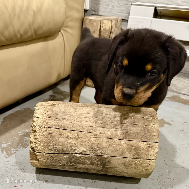 AKC Rottweiler puppy male – Rottweiler puppy for sale in Brighton, CO